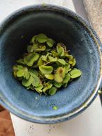 Salvinia minima of vlotvarentje 0,50 per portie, Dieren en Toebehoren, Ophalen of Verzenden