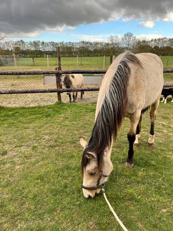 Verzorgpaard aangeboden, Animaux & Accessoires, Chevaux, Hongre, Non dressé, 160 à 165 cm, 0 à 2 ans