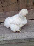 Usa zijndehoen motteld hennetje, Femelle, Poule ou poulet