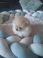 mooie pomeriaantjes, Dieren en Toebehoren, Honden | Chihuahua's en Gezelschapshonden, België, Fokker | Hobbymatig, 8 tot 15 weken