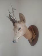 Tête de chevreuil empaillée, Enlèvement