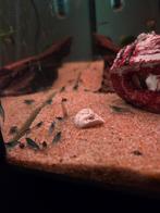 Crevettes Blue Dream 1,50€/pièce