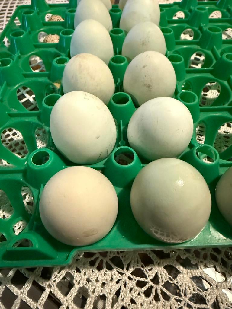 Broedeitjes Dongxiang Lukedanj, Dieren en Toebehoren, Pluimvee