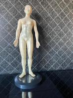 Pop met meridiaan lijnen en spieren 44cm, Diversen, Schoolbenodigdheden, Ophalen of Verzenden, Zo goed als nieuw