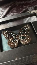 Ingelijste Blauwe Glastijger vlinder, Verzamelen, Dierenverzamelingen, Ophalen of Verzenden, Nieuw, Insect, Opgezet dier