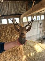 Gratis plastieken hertenkop, Ophalen