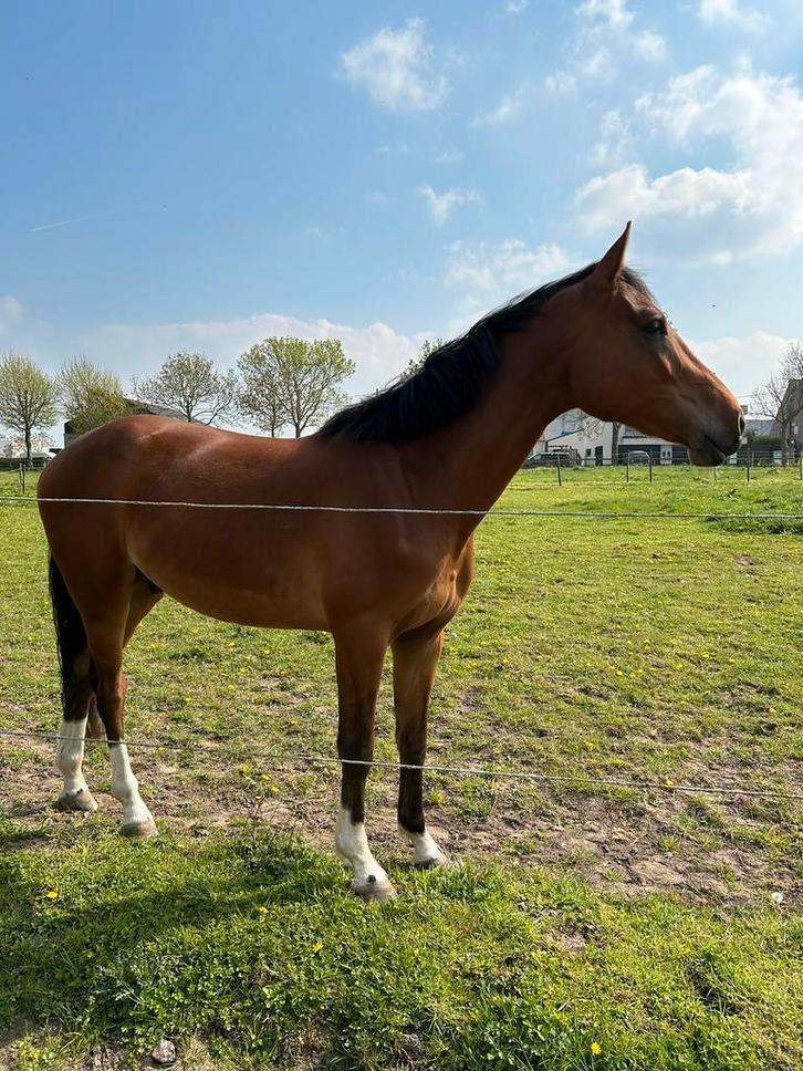 4 jarig sprinpaard, Animaux & Accessoires, Chevaux, Hongre, Débourré