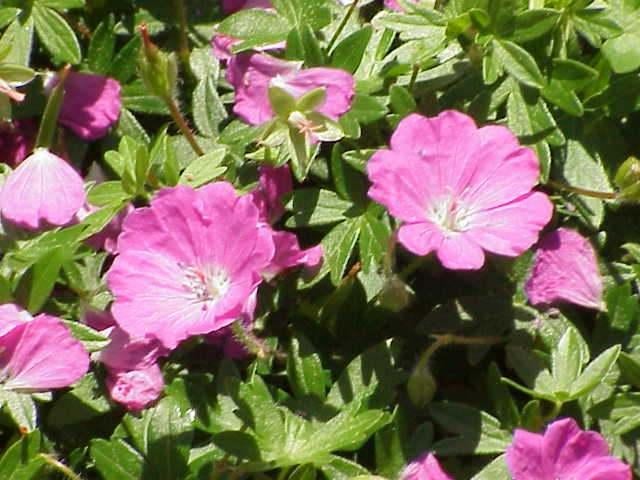 Geranium sanguineum 'Compactum' en andere, Jardin & Terrasse, Plantes | Jardin, Autres espèces, Plein soleil, Été, Enlèvement