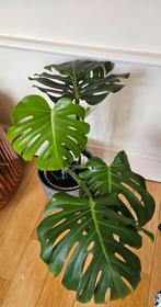 Mooie volwassen Monstera, Huis en Inrichting, Kamerplanten, Groene kamerplant, Ophalen