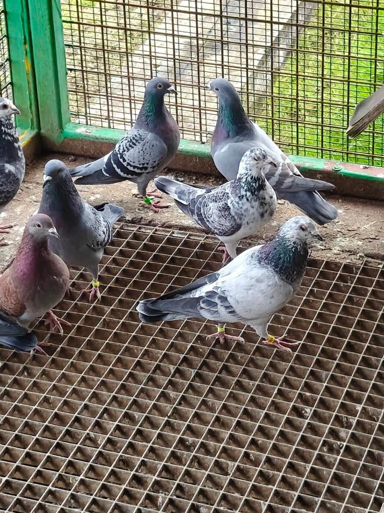 Pigeons à vendre