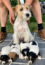 ruwharige jack russell pup, Dieren en Toebehoren, Parvo, België, Particulier, Jack Russell Terriër
