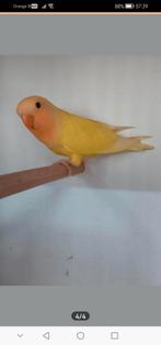 GEZOCHT  NAAR DEZE KLEUR, Dieren en Toebehoren