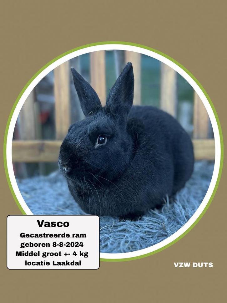 Konijntjes ter adoptie inorde met vaccinatie en castratie, Dieren en Toebehoren, Konijnen