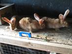 geel vlaamse reus, Dieren en Toebehoren, Konijnen, Mannelijk, Groot, 0 tot 2 jaar