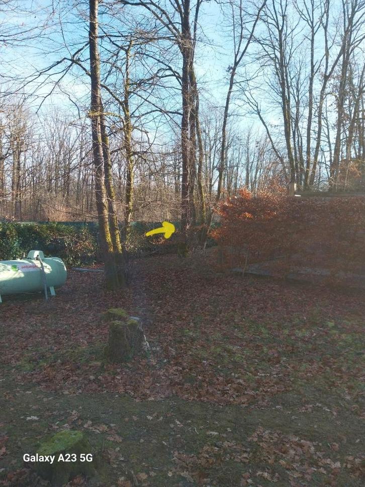 gratuit : un arbre à couper, Jardin & Terrasse, Bois de chauffage, Troncs d'arbres, Autres essences de bois, Moins de 3 m³, Enlèvement