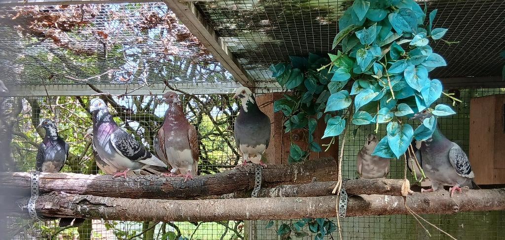 10 tal duiven, Dieren en Toebehoren