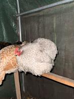 Broedeieren cochin kriel parelgrijs koekoek, Geslacht onbekend, Kip