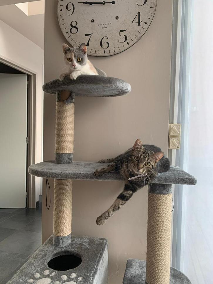 Warm nestjes gezocht, Dieren en Toebehoren, Katten-accessoires, Ophalen