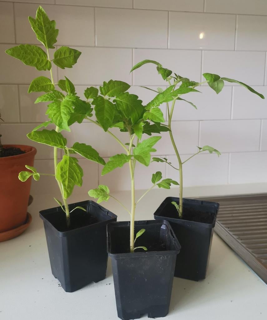 Tomatenplanten, Ophalen