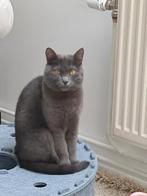 NETTOYAGE - REPASSAGE - COURSES, À partir de 10 ans, Convient comme travail d'appoint