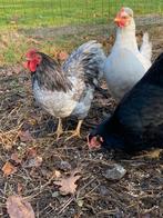 Broedeieren wyandotte zwart en blauw, Dieren en Toebehoren, Pluimvee