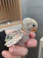 Dwergpapegaai babys handtam, Dieren en Toebehoren