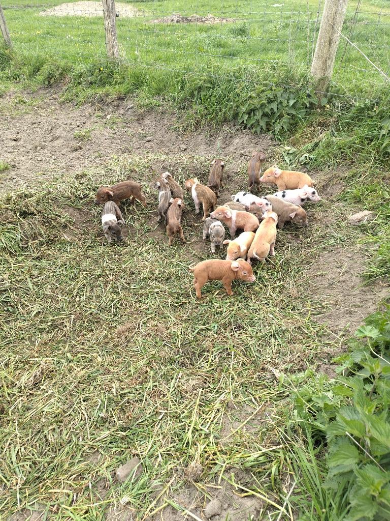 Biggen te koop, Dieren en Toebehoren, Schapen, Geiten en Varkens, Meerdere dieren, Varken, 0 tot 2 jaar