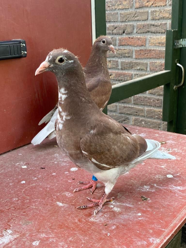 Arjan Beens 2026, Plusieurs animaux, Pigeon voyageur