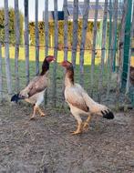 Shamo jap trio, Dieren en Toebehoren