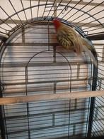 Rosella parkiet, Parkiet