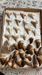 Haaientanden en authentieke Mosasaurentand, Verzamelen, Mineralen en Fossielen, Ophalen of Verzenden, Fossiel
