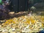 Neocaridina yellow gold 10 voor 10 euro, Dieren en Toebehoren