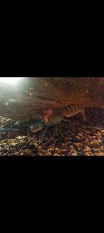 Cherax pulcher