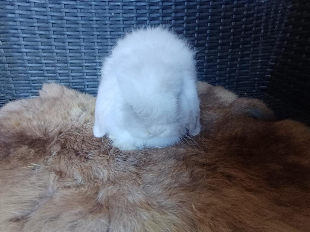 2 zusjes nhd/minilop, Vrouwelijk, Dwerg, Hangoor, 0 tot 2 jaar