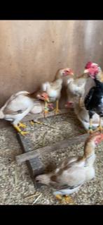 Ko-shamo broedeieren, Dieren en Toebehoren, Pluimvee