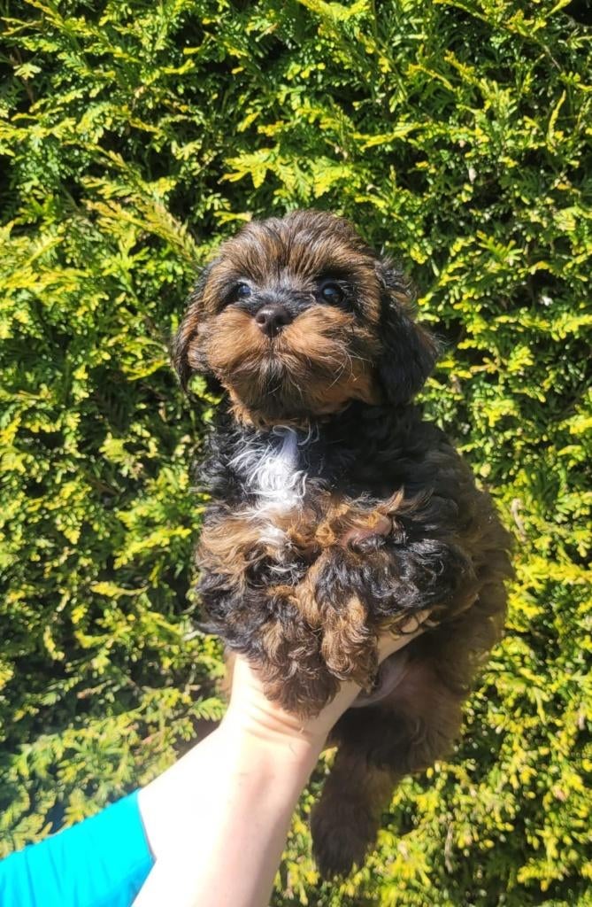 Schattige hypoallergene mini pups: 2 reutjes!!!, Parvo, België, Fokker | Hobbymatig, Overige rassen