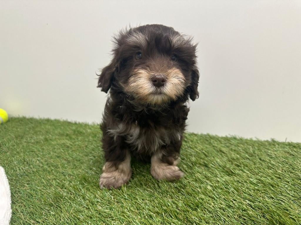 Portée de chiots Bichon Havanais, Animaux & Accessoires, Chiens | Chihuahuas & Chiens de compagnie, Autres races, Plusieurs, Hépatite contagieuse (maladie de Rubarth)