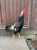 Shamo x Frans haan, Dieren en Toebehoren, Pluimvee