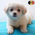 X Shih Tzu (croisement) chiots à vendre (belges), Commerçant, Autres races, 8 à 15 semaines, Plusieurs