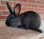 Konijnen te koop, Dieren en Toebehoren, Konijnen