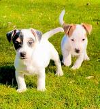 Jack Russel pups kortpotige, Dieren en Toebehoren, België, Fokker | Hobbymatig, HCC (leverziekte), Jack Russell Terriër