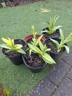 Hemerocallis -eendaglelie, Enlèvement