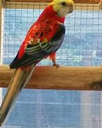 gezocht: bleekkoprosella opaline (man), Geringd