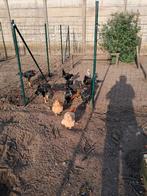 Pluim vee, Dieren en Toebehoren, Ophalen, Vee