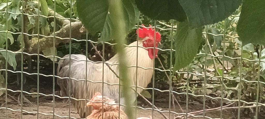 Krielen, Dieren en Toebehoren, Pluimvee