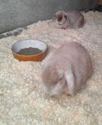 Koppel dwergkonijnen