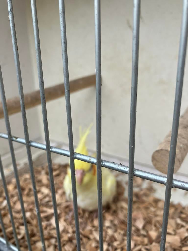 LAATSTE JONGE VALKPARKIETJES OM HANDTAM TE MAKEN, Meerdere dieren, Parkiet