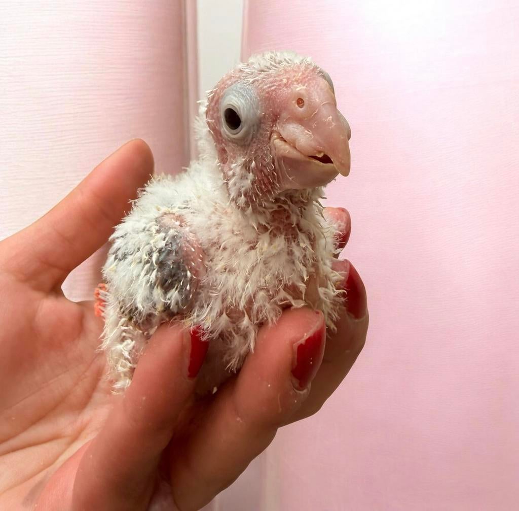 Conure, Animaux & Accessoires, Enlèvement