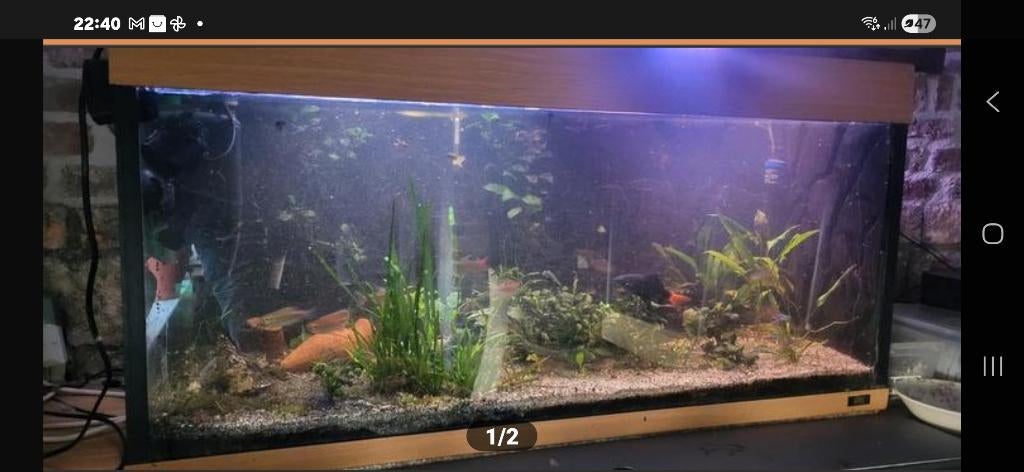 Aquarium, Enlèvement, Utilisé, Aquarium d'eau douce rempli, Eheim