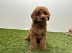 Chiots Cavapoo, Hépatite contagieuse (maladie de Rubarth), Plusieurs, Belgique, Plusieurs animaux